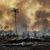Mesmo com operação militar, Brasil tem pior desmatamento