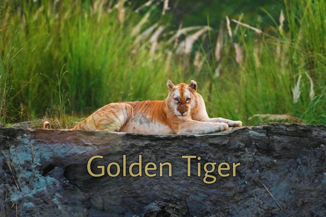 Golden Tiger spotted in Assam's Kaziranga National park Knowledgeneed