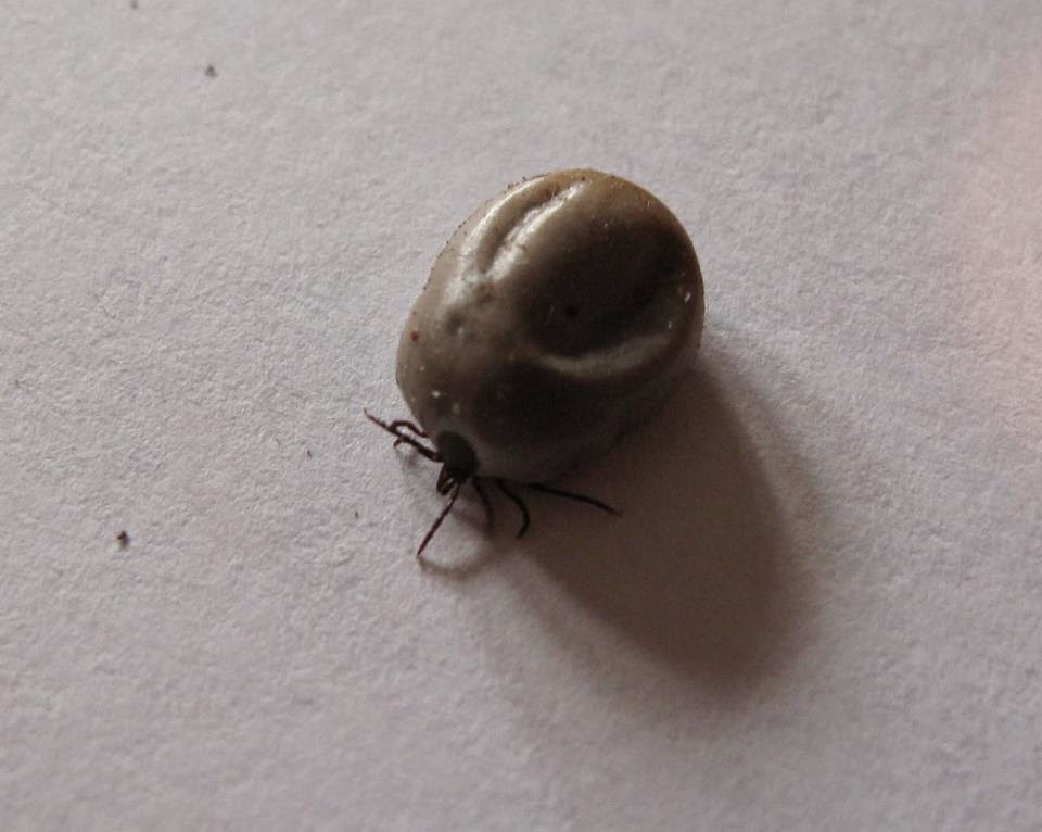 Engorged Tick