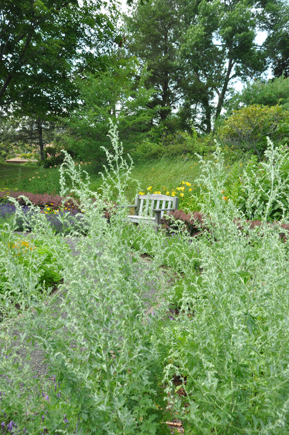 Three Dogs in a Garden Creating An Ornamental Herb Garden