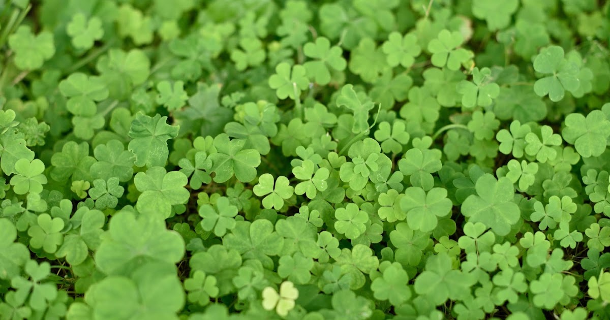 Trevo de três folhas não dá