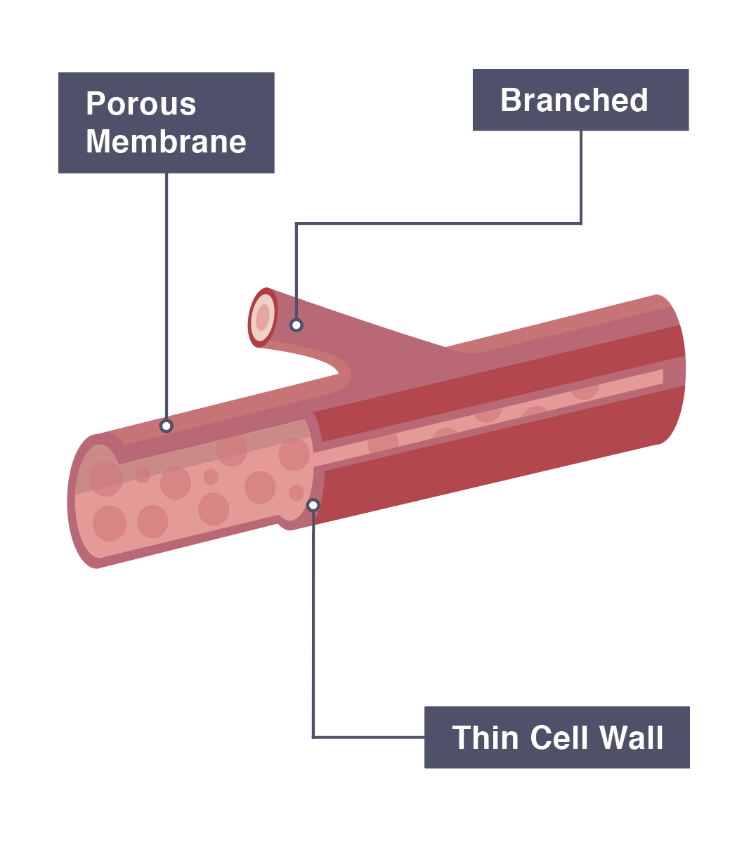 IGCSE Biology 2017 2.68 Understand How the Structure of Arteries