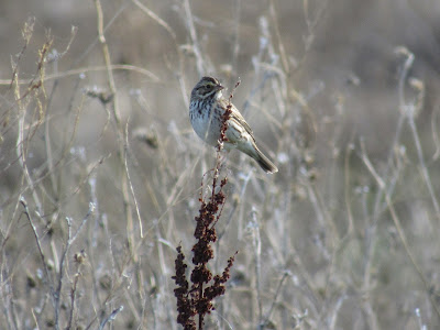 Sacramento National Wildlife Refuge