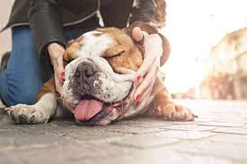 massagem para cães