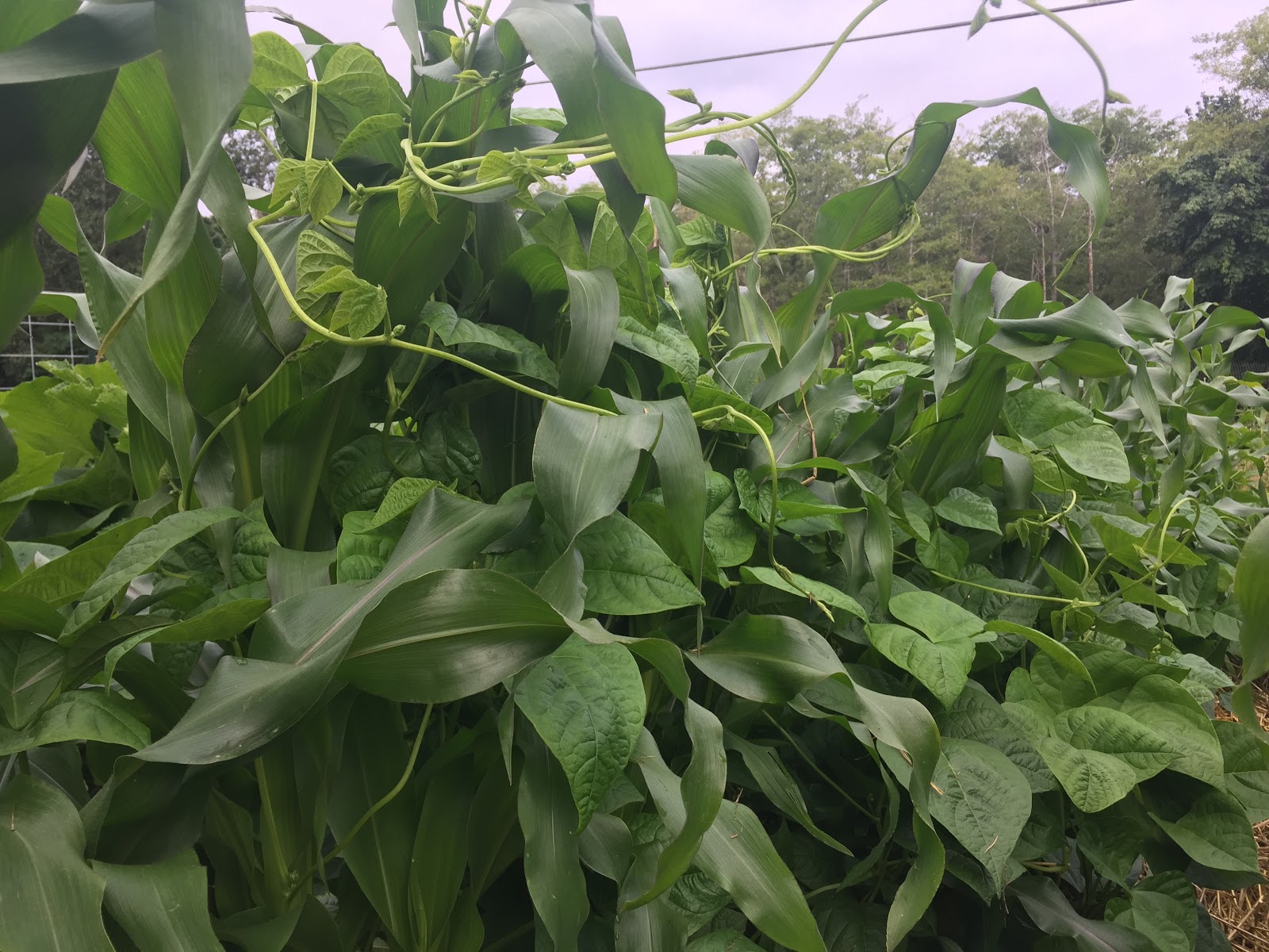 Growing Pole Beans on Corn Stalks