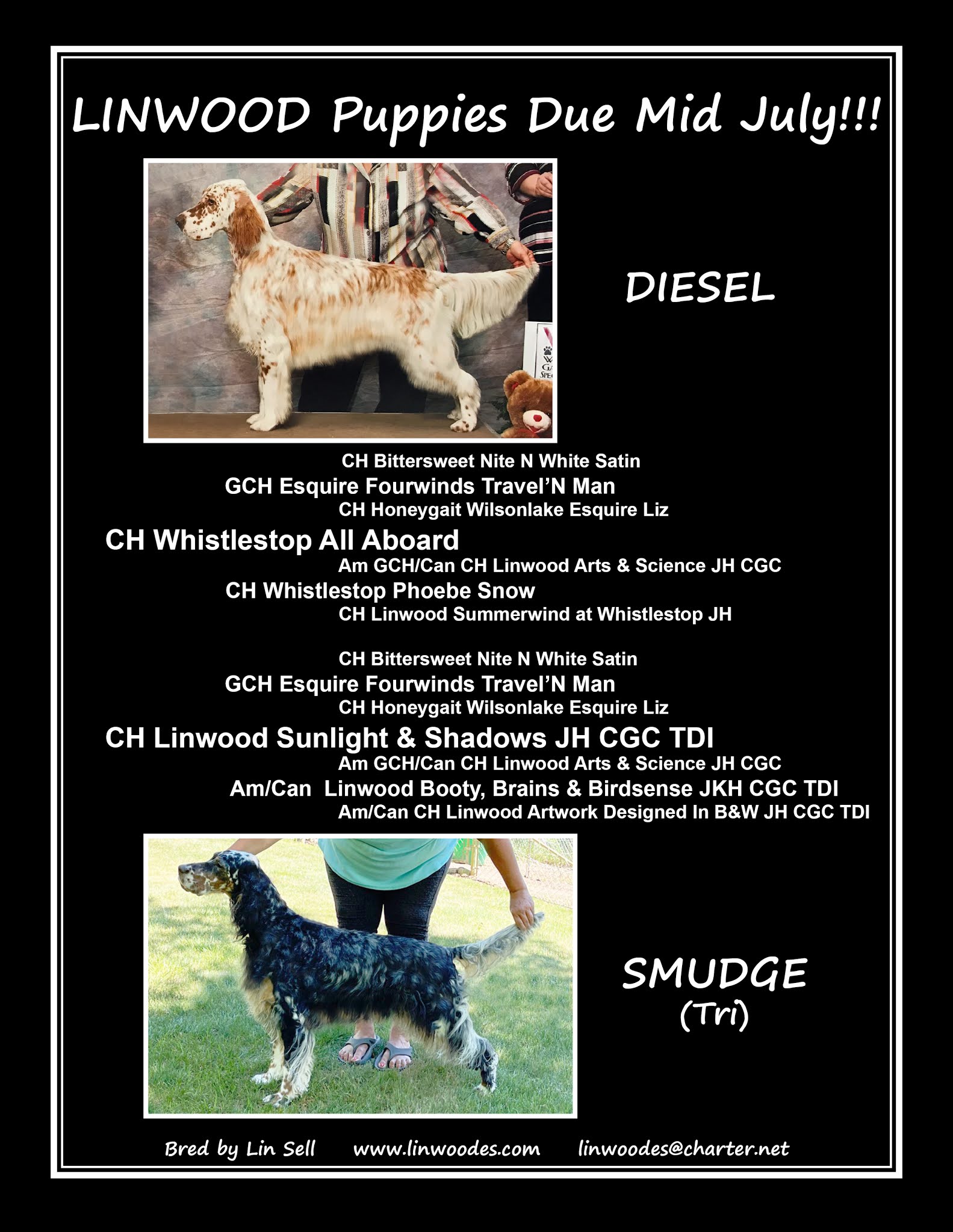 Linwood English Setters Puppies