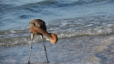 Reddish Egret