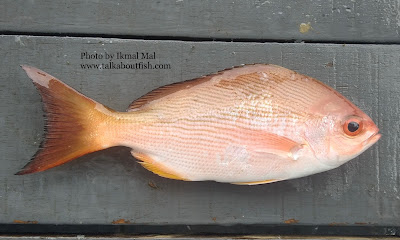 Pinjalo Snapper