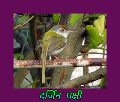 Tailorbird information in hindi