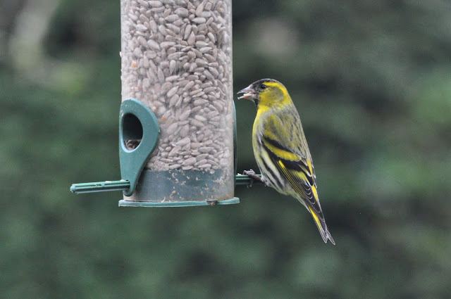 Adult male Siskin Adult male Siskin