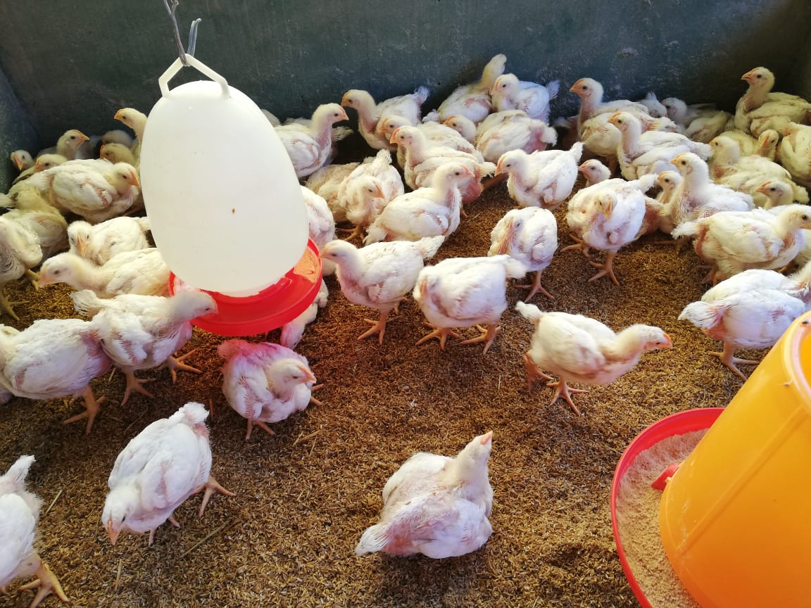 How to Start a Broiler Chicken Farm in Sri Lanka