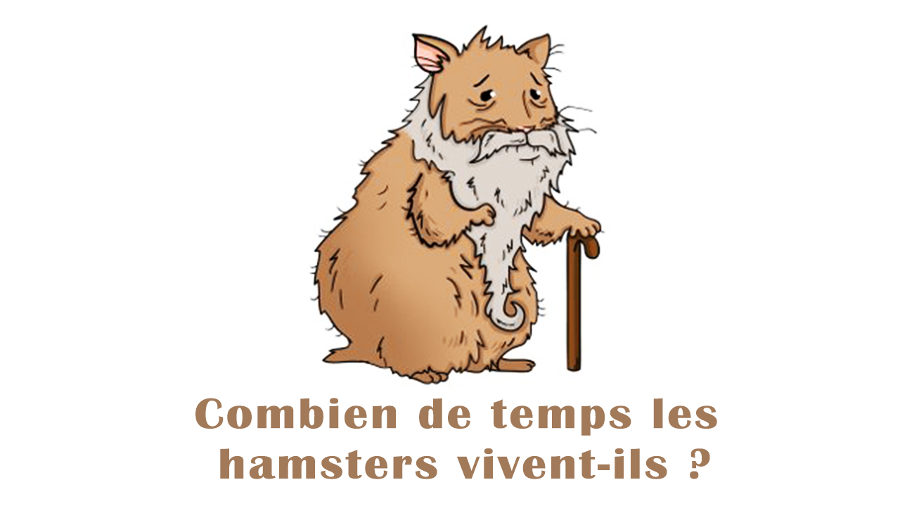 Combien De Temps Peut Vivre Un Hamster Combien de temps les hamsters vivent-ils ? | hamster