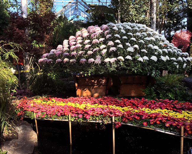 Kiku At The NY Botanical Garden, NY Botanical Garden, Chrysanthemums