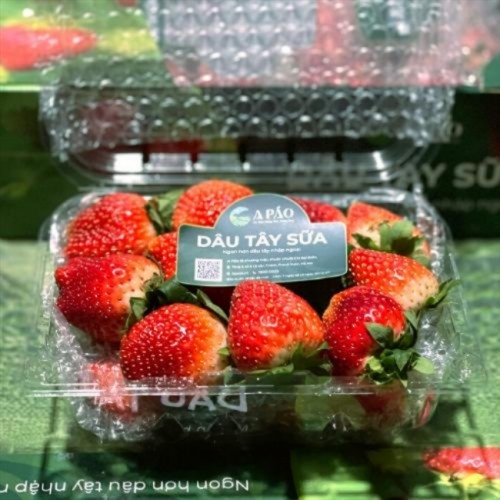 Dâu Tây Sữa A Páo sz M - 1kg 15 e5866b3a 07e2 49d5 b1ed f16a25009cfc 1
