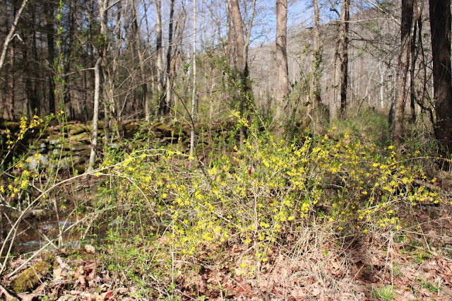 mass of forsythia blooms at Gobey