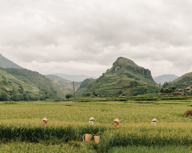 Le Tu grilled rice - a precious pearl of the Northwest mountains