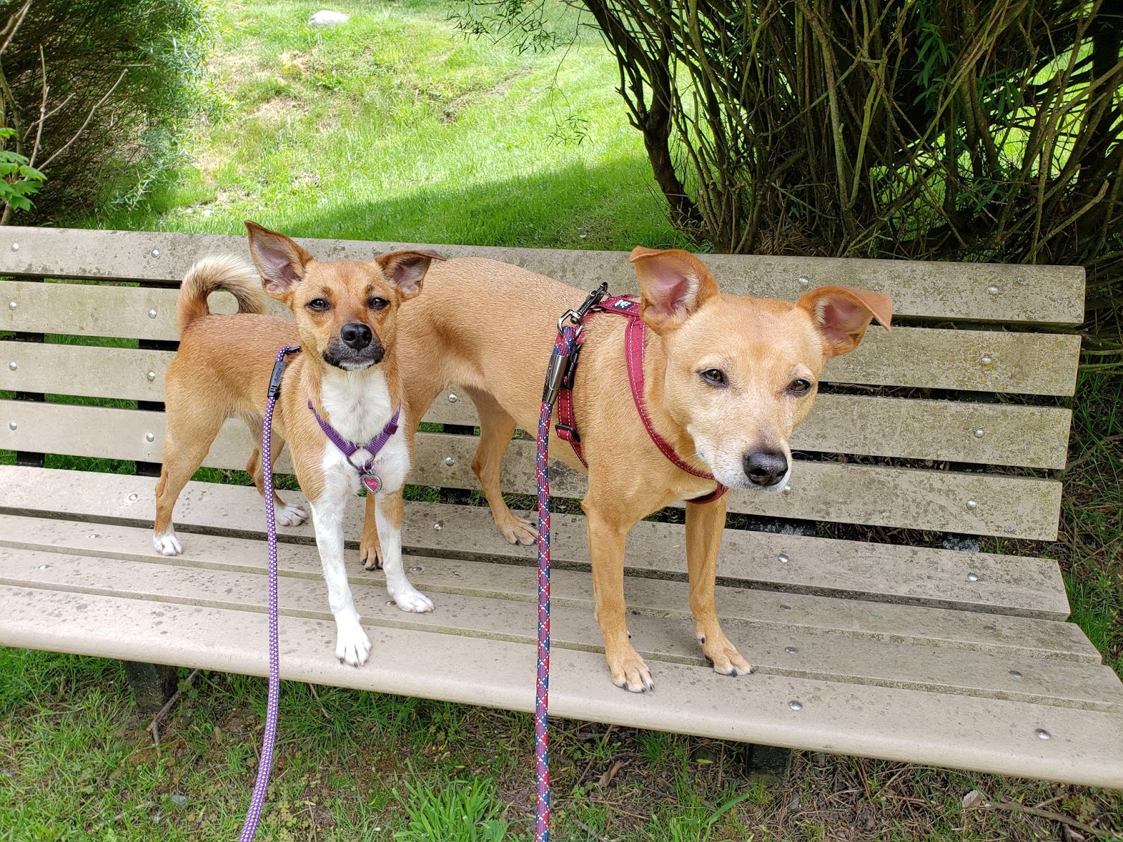 ZoePhee My Dog Won't Go POTTY! Potty Training the World's Most