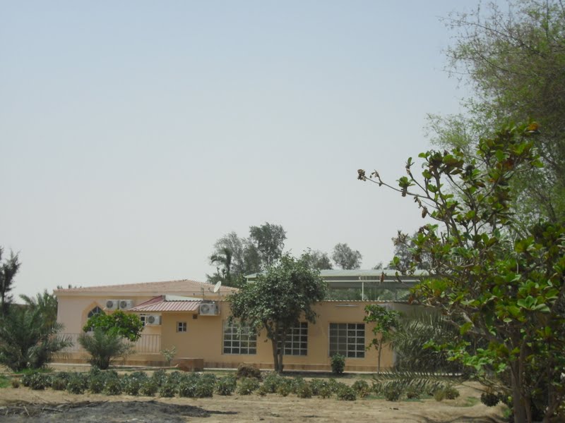 A Little Oryx in Qatar A Farm North of Al Khor