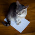Γιατί οι γάτες αγαπούν το χαρτί;...