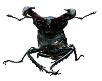 Built-in Failure A bug