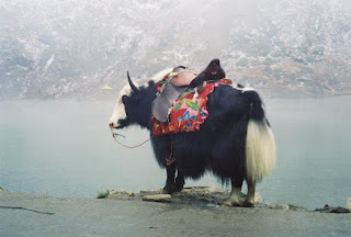Nepal'de yerli yak