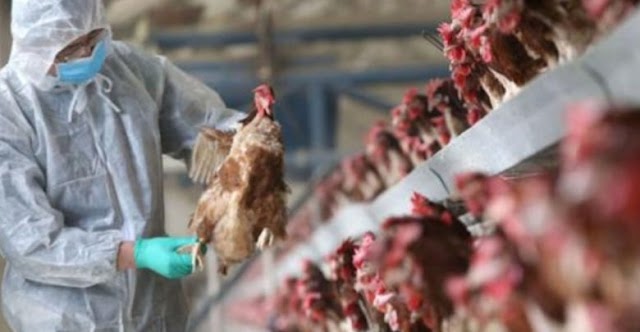 عالم أمريكي يحذر من فيروس جديد مصدره الدجاج قد يكون سببا في القضاء على نصف سكان العالم