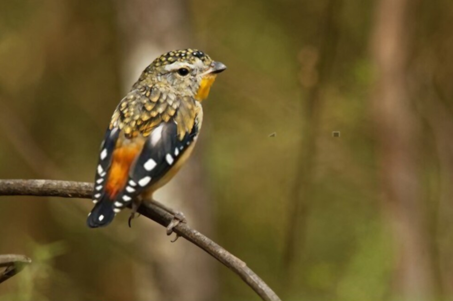 The stunningly-patterned Pardalote