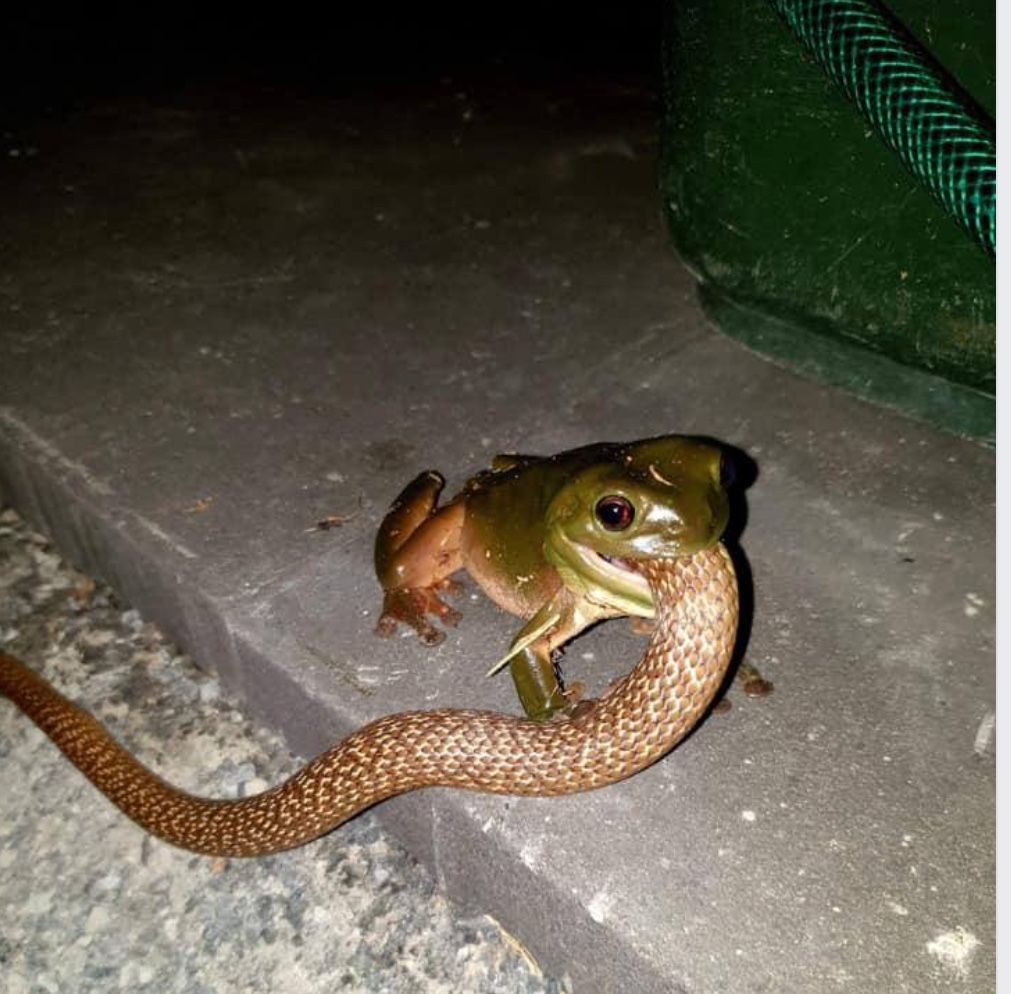 Змея съевшая лягушку