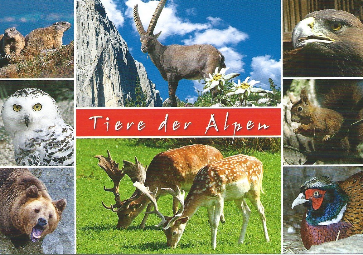 MY POSTCARD-PAGE: AUSTRIA ~ Animals in the Alps ~