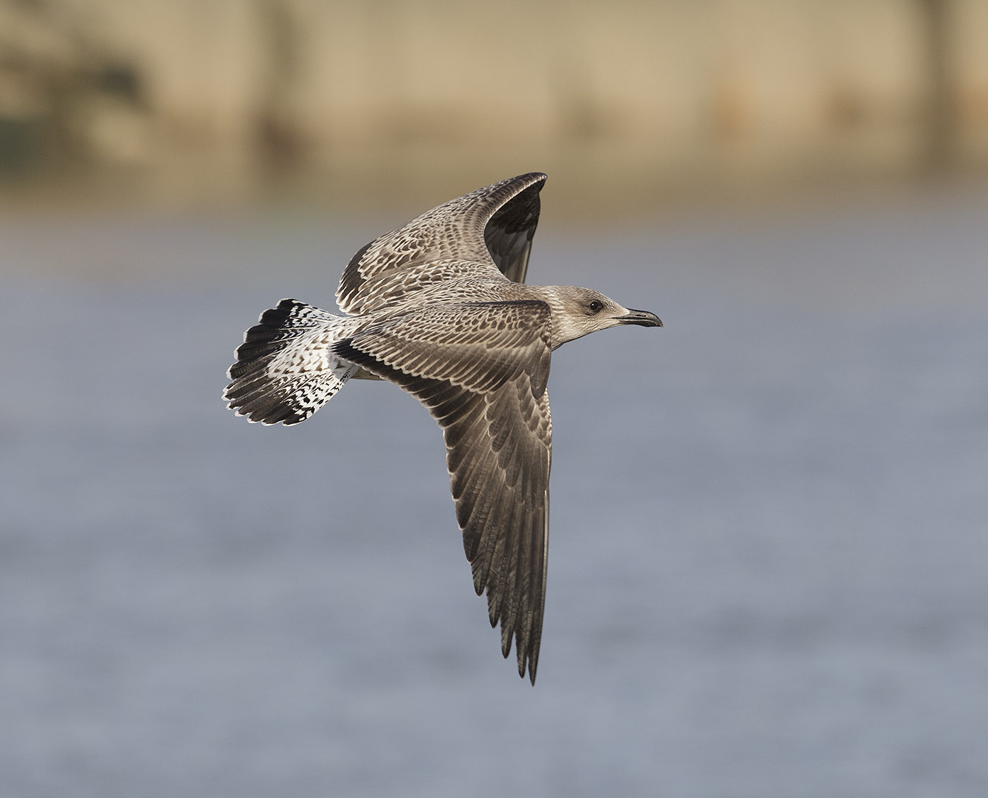 pewit juvenile Herring and Lesser Blackbacked Gulls