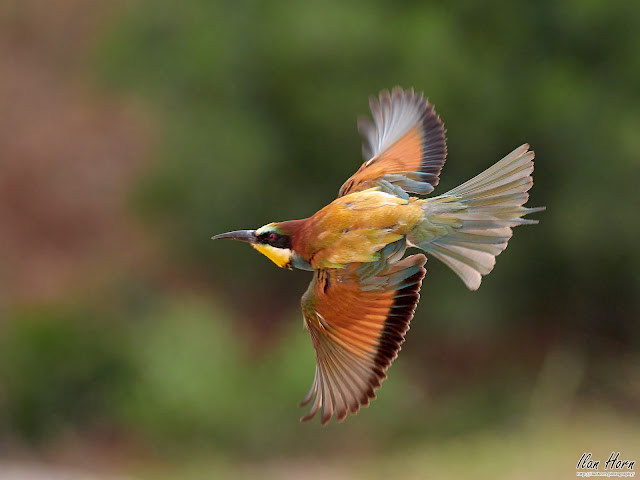 Bee-Eater in Flight