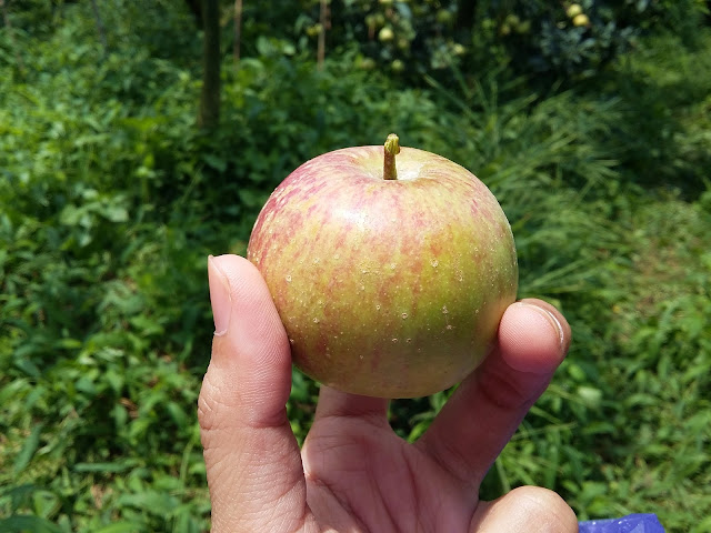 Wisata Petik Apel di Malang