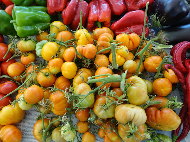 COSECHA DE TOMATES DE TELA DE ARAÑA