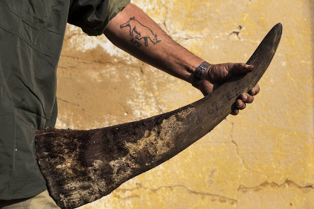 Сотрудник службы безопасности (демонстрирующий свою татуировку «непримиримого борца с браконьерами») запечатлен с рогом в руке на ранчо Джона Хьюма – крупного фермера, разводящего носорогов в южноафриканском Клерксдорпе. Рога всем 1300 носорогам Хьюма обрезают раз в 20 месяцев – столько времени нужно, чтобы они отрасли снова.