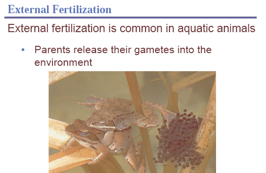 sexual reproduction,offspring,meiosis,diploid,external fertilisation,internal fertilisation,