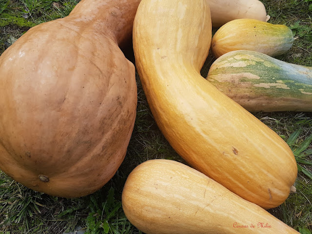 Bollos de calabaza asada