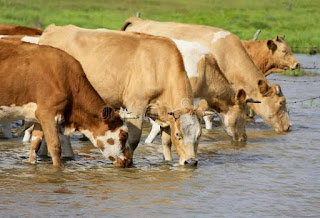 Benefits Of Water To Livestock Animals
