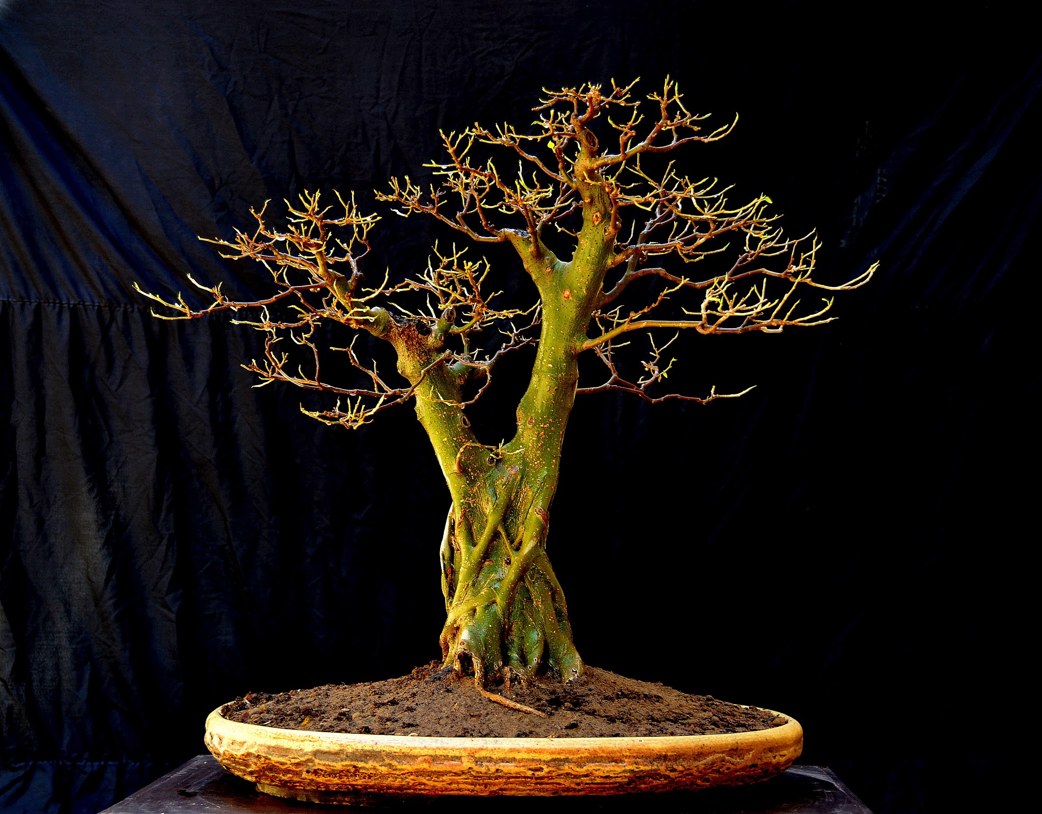 PARAS PIPAL BONSAI, BODHI TREE BONSAI indian Bonsai
