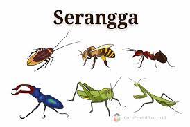 Jenis Serangga Jenis Serangga