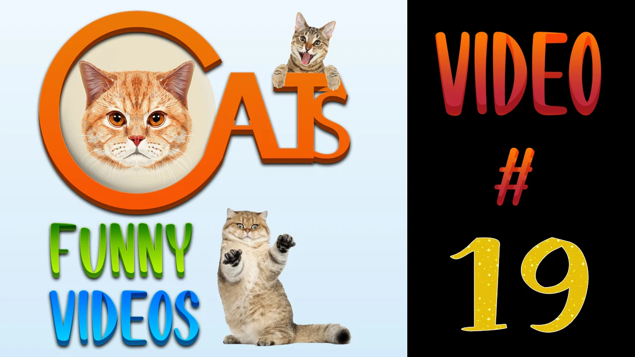 Cats Funny Videos Compilation 19 | Cute Cats |  #cats #catsvideos