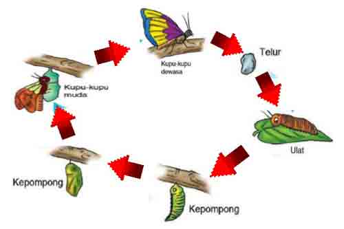  Daur  Hidup  Hewan  Metamorfosis Sempurna dan Tidak 