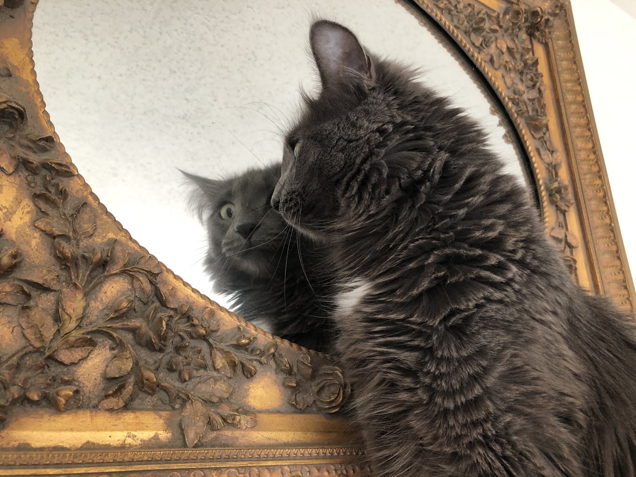 The Wood Beyond The World Magic mirror on the wall, who is the fairest