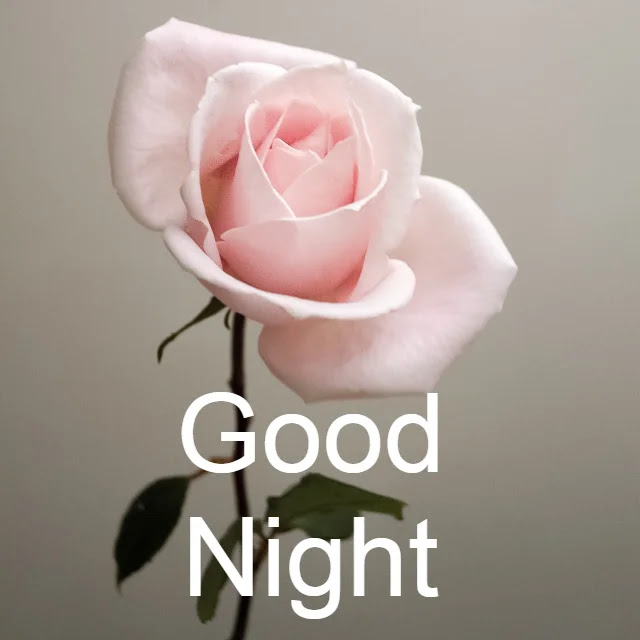 Good Night Flowers HD Images Collection Download Good Night Flowers HD Images Collection Download