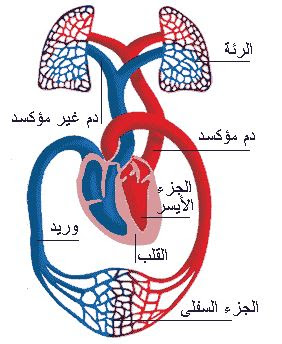 ما القلب؟