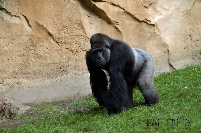 Gorillas Erlebnis-Zoo Hannover