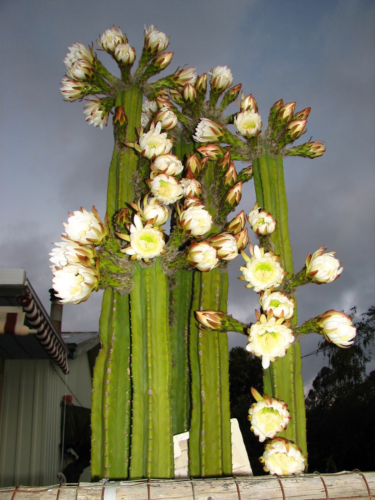 Rosewin's Home & Garden Journal Cacti Flowers