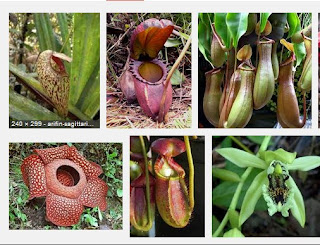 Cara Cara Mudah Menjaga Lingkungan