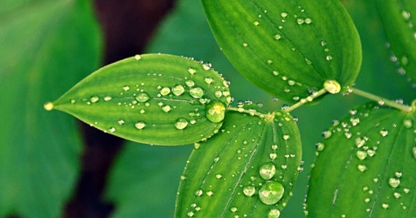 The following are the properties of dew water that is not known to many people