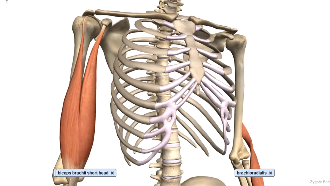 Como alongar o Bíceps? Musculação bio Vida Notícias de Esporte no Brasil e no Mundo Como alongar o Bíceps? Musculação bio Vida Notícias de Esporte no Brasil e no Mundo