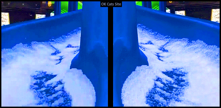 Art Cat GIF • Weeeee! Playful cat going up and down a slide full of snow, like a kid! Art Cat GIF • Weeeee! Playful cat going up and down a slide full of snow, like a kid!